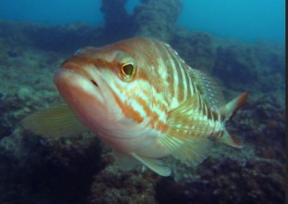 Sonriendo a la cámara